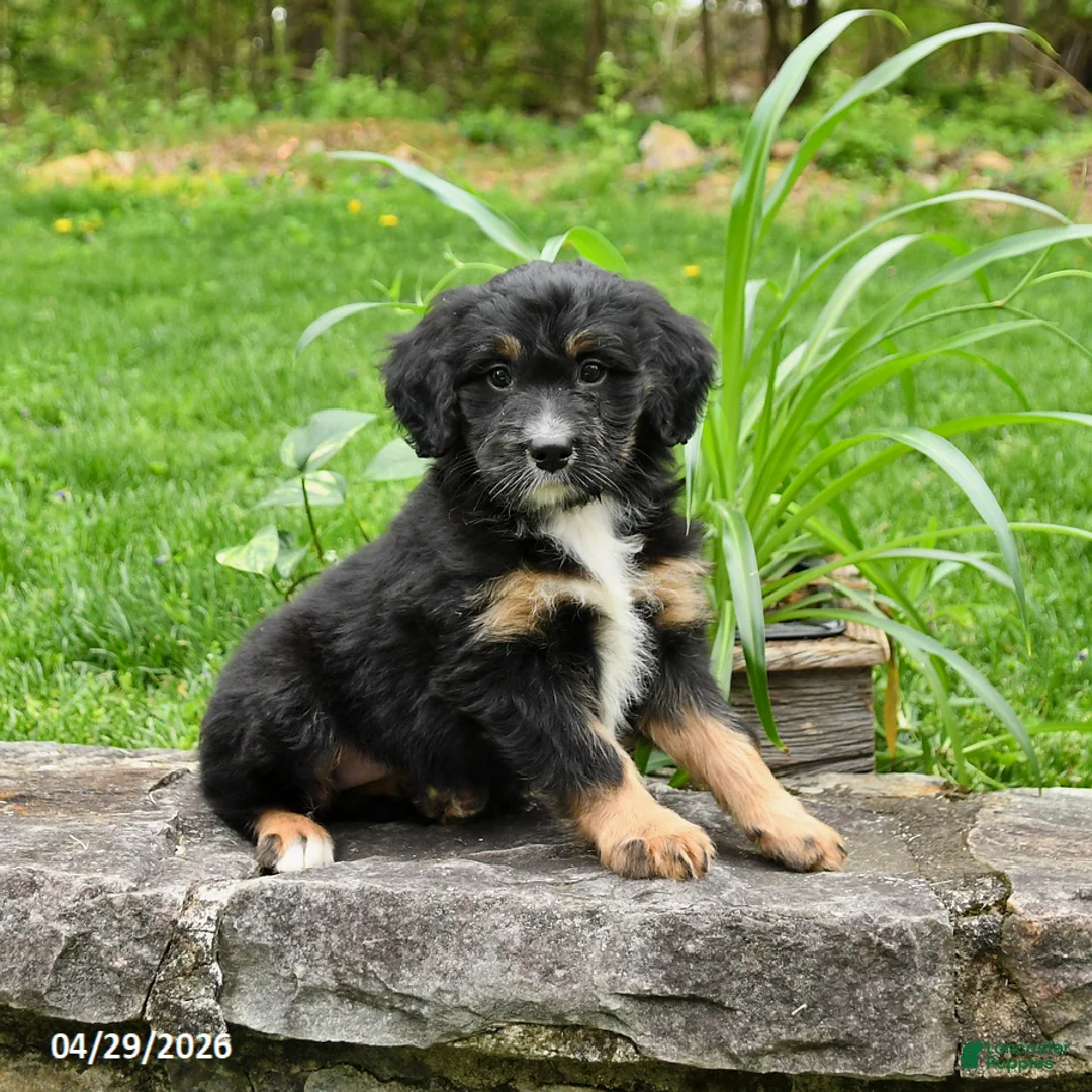 Bernedoodle dogs for sale: Lucy - Ad 1