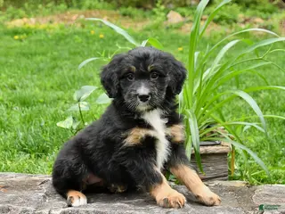 Mini Bernedoodle dogs for sale: Lucy - Ad 2