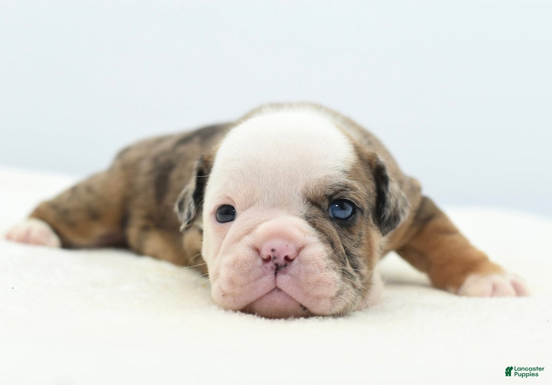 Mixed Breed dogs for sale: Turbo Merle blue eyes - Ad 3