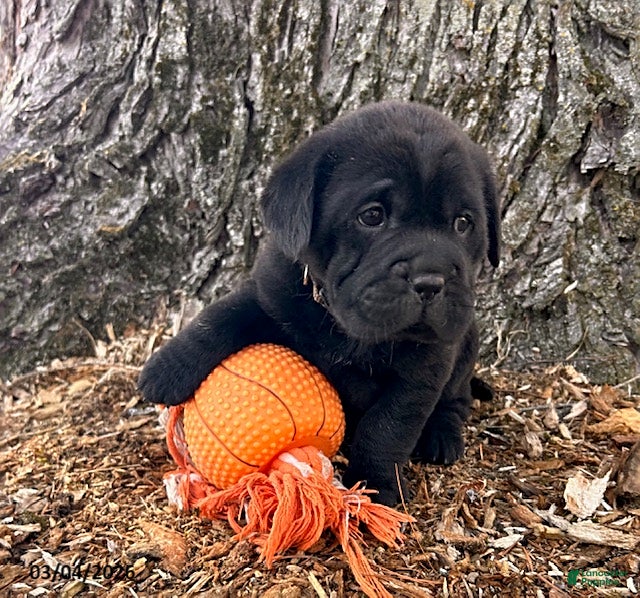 Mini Hippo dogs Infinity - Ad 2