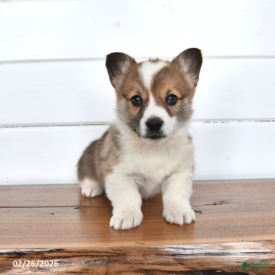 Welsh Corgi Pembroke dogs Graham - Ad 1