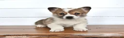 Welsh Corgi Pembroke dogs for sale: Graham - Ad 1