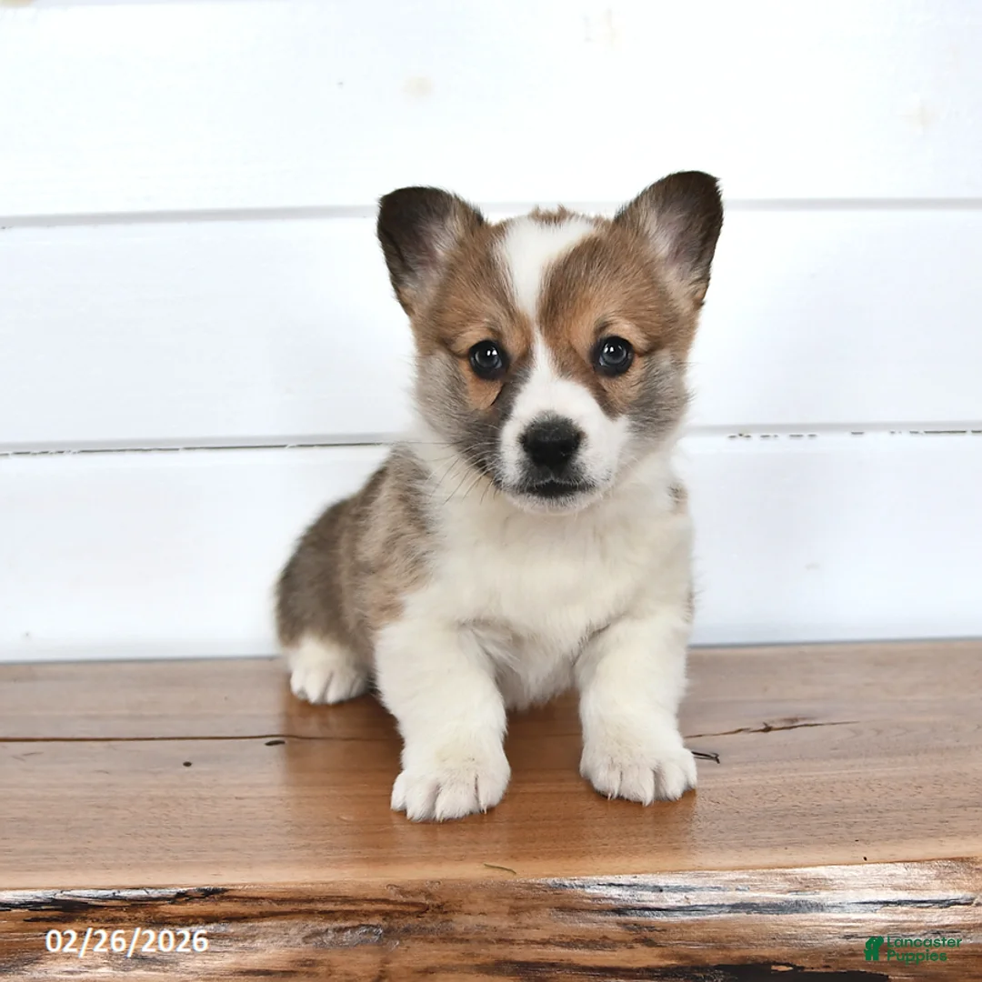 Welsh Corgi Pembroke dogs for sale: Graham - Ad 1