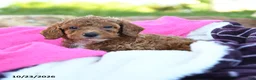 Miniature Poodle dogs for sale: Zoey - Ad 3