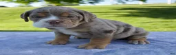 Beabull dogs for sale: Toby - Ad 3
