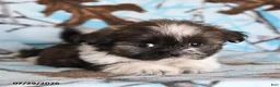 Shih Tzu dogs for sale: Candy - Ad 5