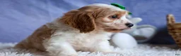 Cavachon dogs for sale: RANDY - Ad 8