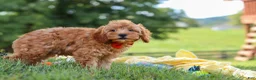 Cavapoo dogs for sale: Nash - Ad 5