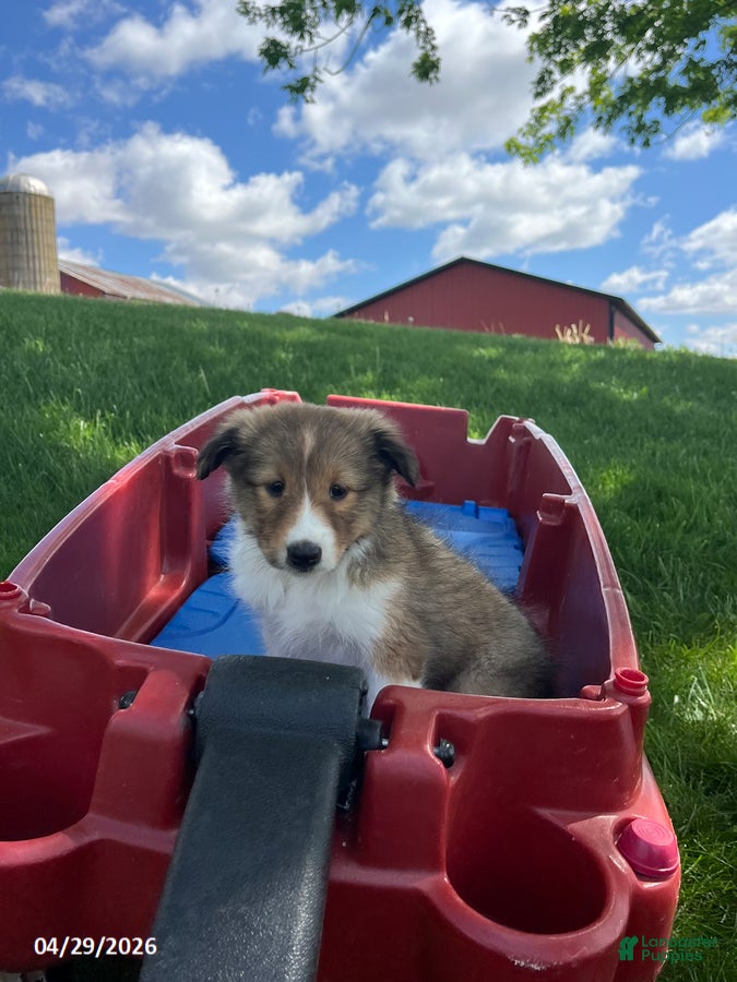 Shetland Sheepdog dogs Bridget - Ad 1
