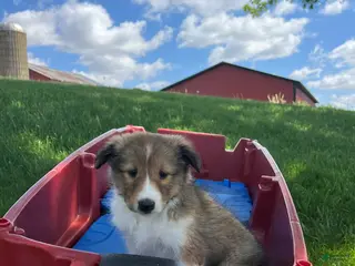 Shetland Sheepdog dogs for sale: Bridget - Ad 2