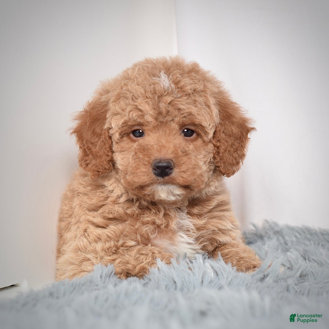 Mini Goldendoodle dogs for sale: Mr. Ozzie - Ad 5