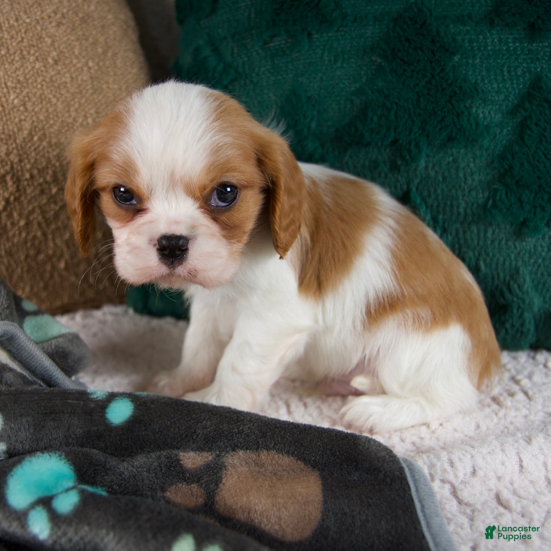 Cavalier King Charles Spaniel dogs for sale: Arlo - Ad 4