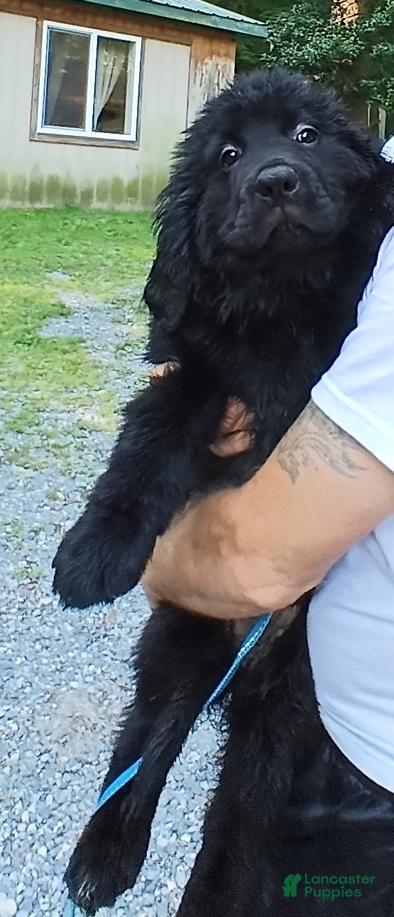 Newfoundland dogs Joey - Ad 2