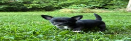 Chihuahua dogs for sale: Poppy  - Ad 4