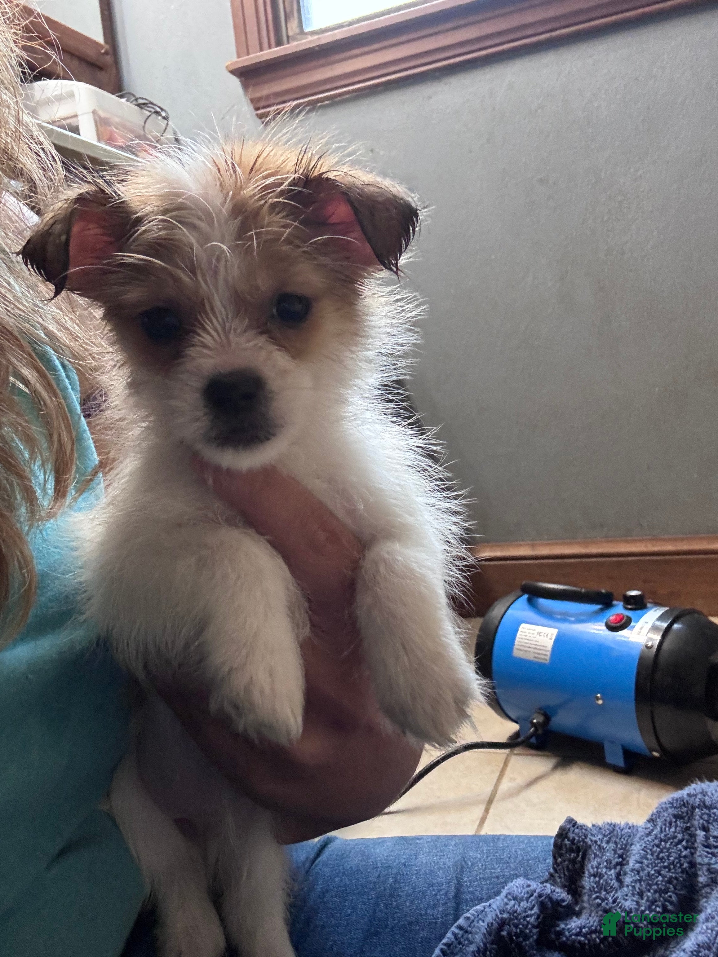 Mixed Breed dogs Mixed Breed 4 - Ad 23