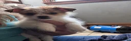 Mixed Breed dogs for sale: Mixed Breed 4 - Ad 1