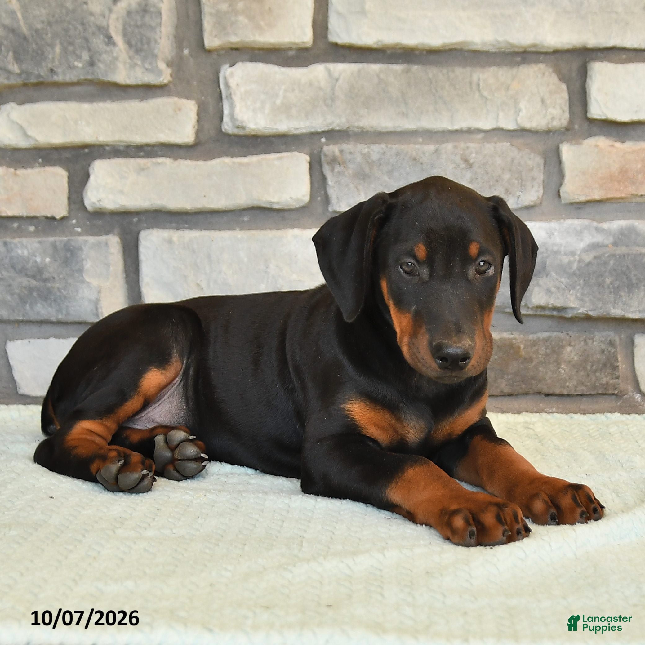 Doberman Pinscher dogs Anders - Ad 2