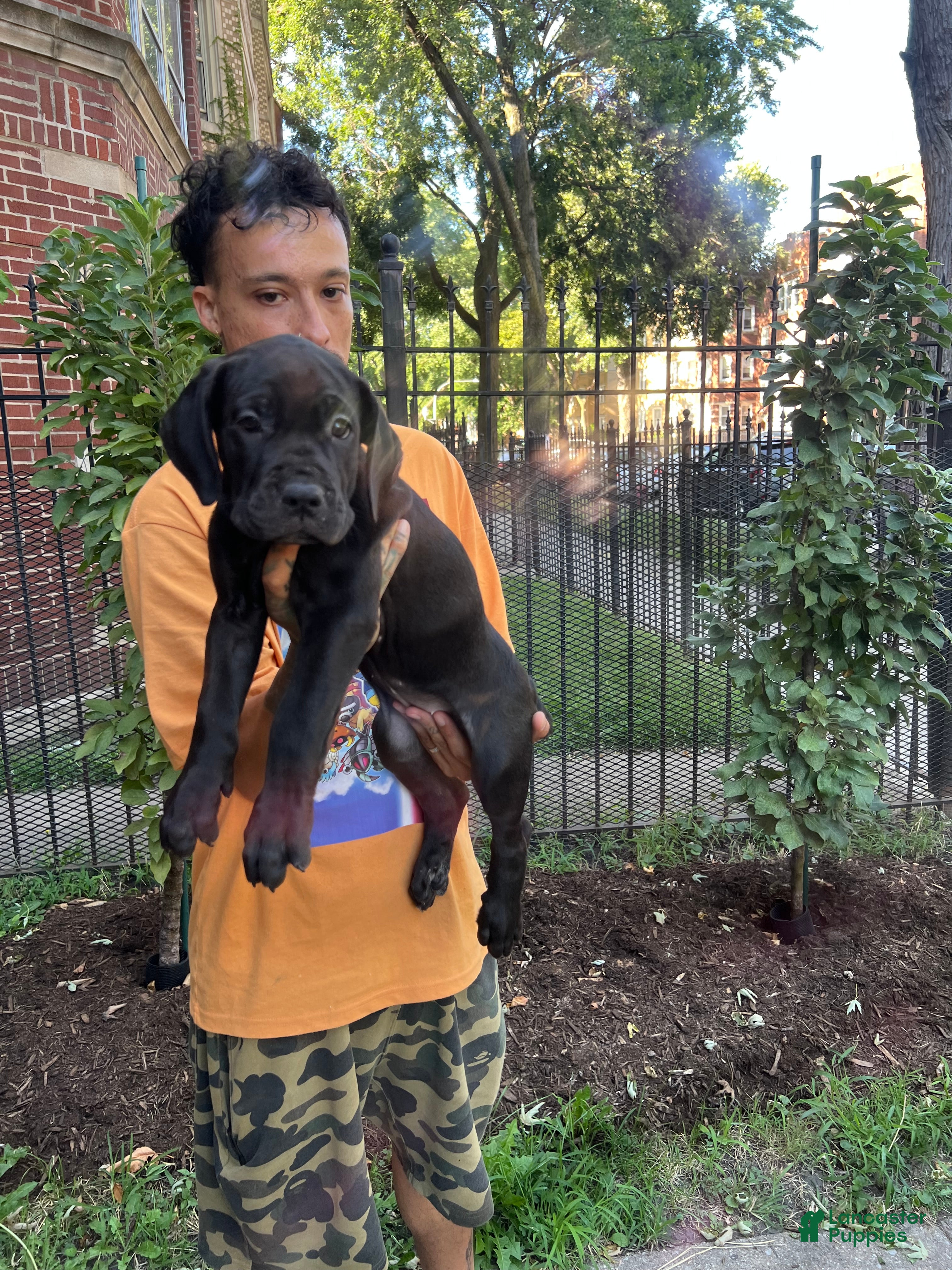 Cane Corso dogs Black Female Cane Corso Puppy #3 - Ad 42