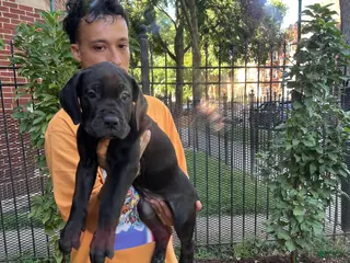 Cane Corso dogs Black Female Cane Corso Puppy #3 - Ad 42