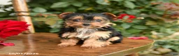 Yorkshire Terrier dogs for sale: Whitney - Ad 5