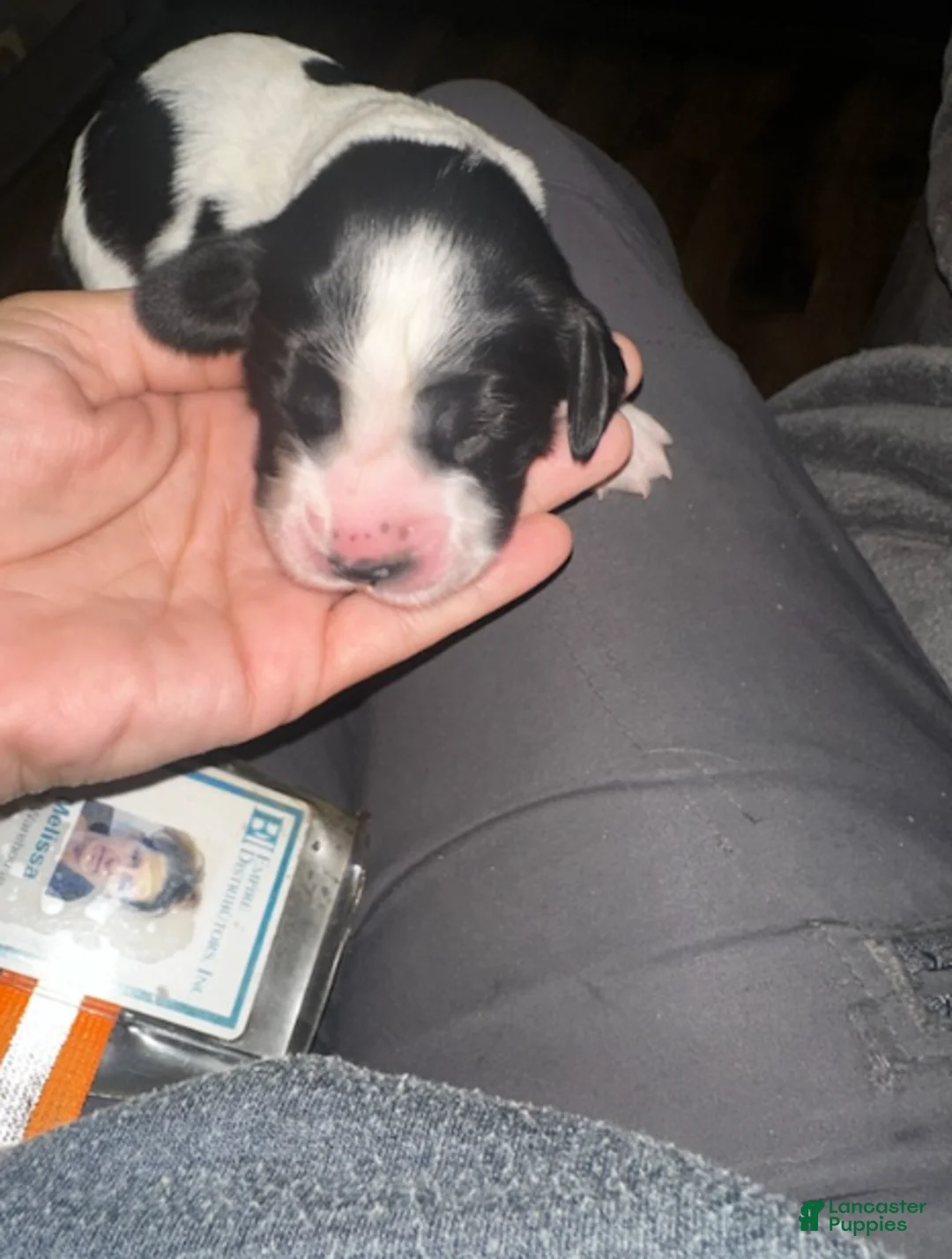 English Springer Spaniel dogs for sale: English Springer Spaniel Girl 1 - Ad 1