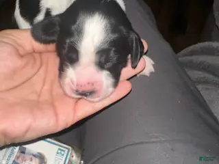 English Springer Spaniel dogs English Springer Spaniel Girl 1 - Ad 1