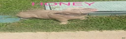 American Bully dogs for sale: American Bully 2 - Ad 26