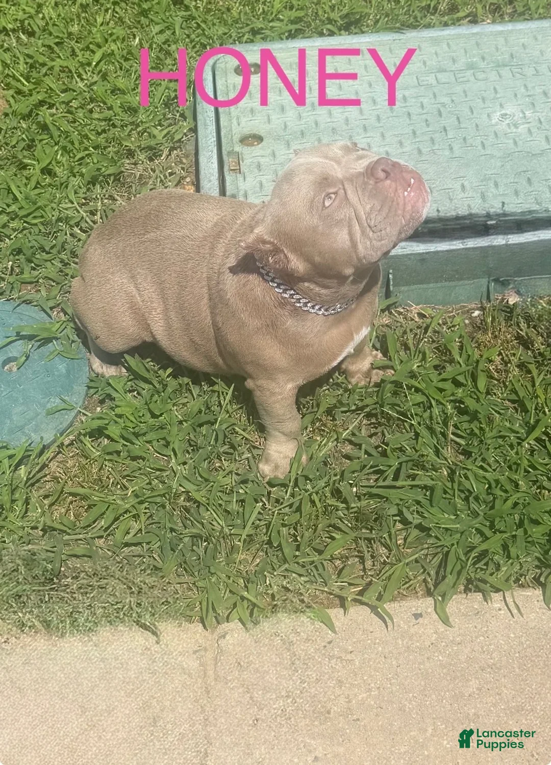 American Bully dogs for sale: American Bully 2 - Ad 26