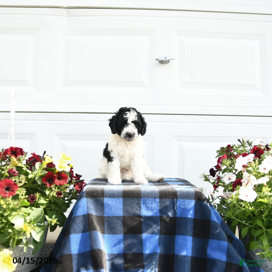 Cavapoo dogs Buzz - Ad 1