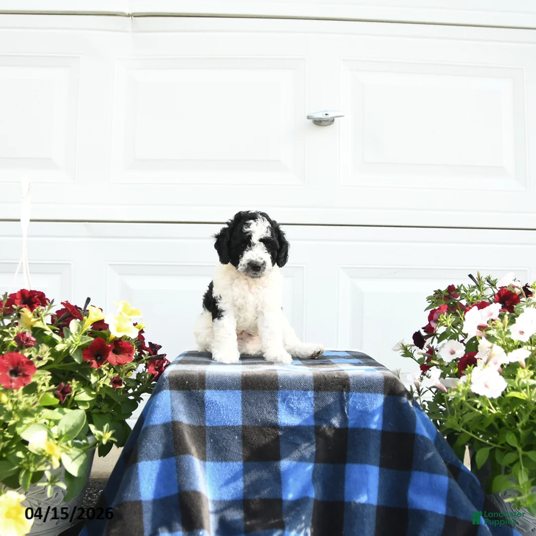 Cavapoo dogs for sale: Buzz - Ad 1