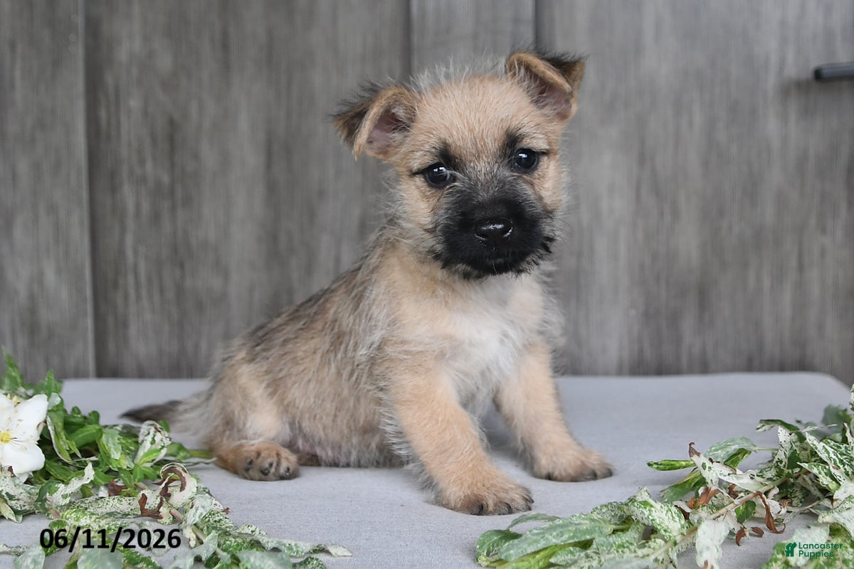 Cairn Terrier dogs Archie - Ad 2