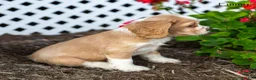 Cocker Spaniel dogs for sale: Emmy - Ad 5