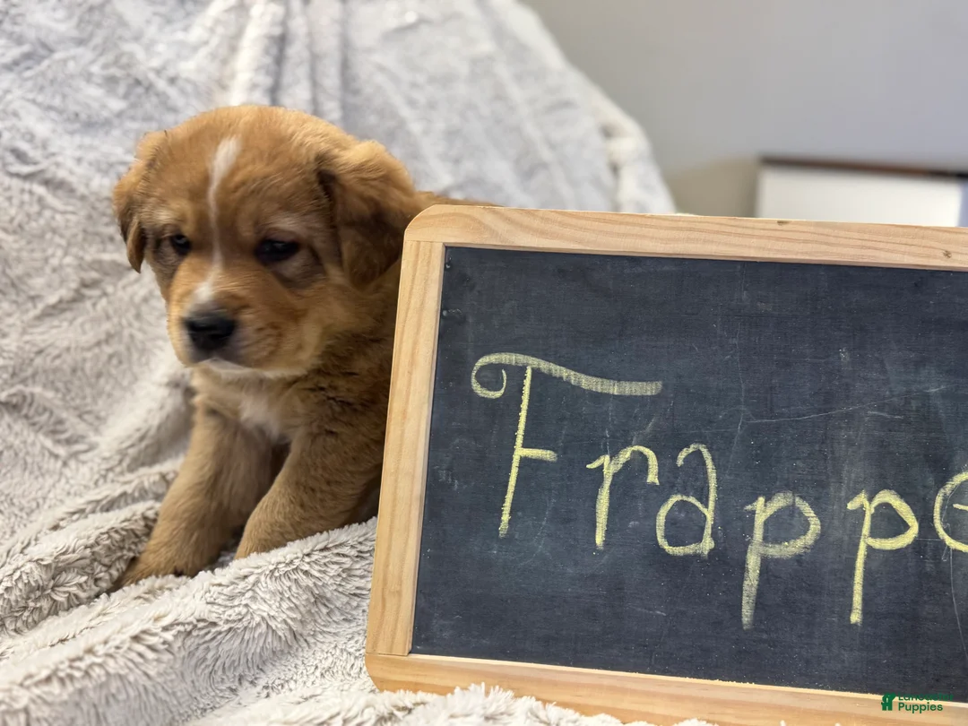 Mixed Breed dogs for sale: Frappé  - Ad 2