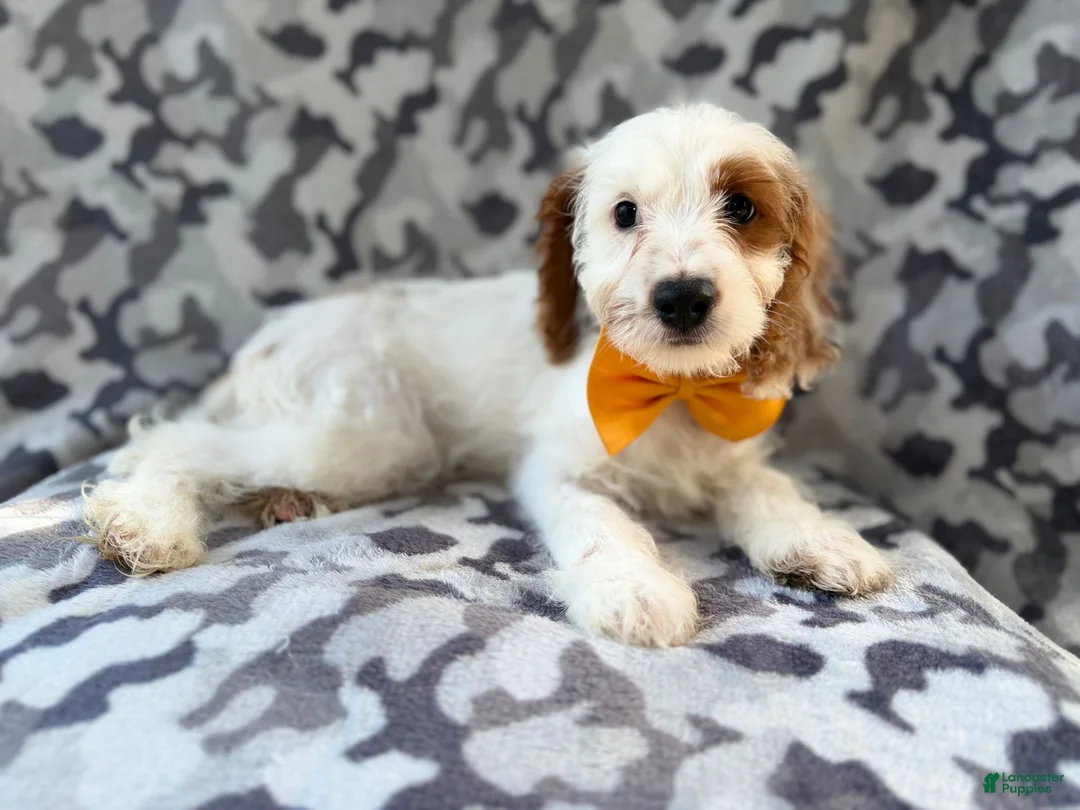 Cockapoo dogs for sale: Trent - Ad 1