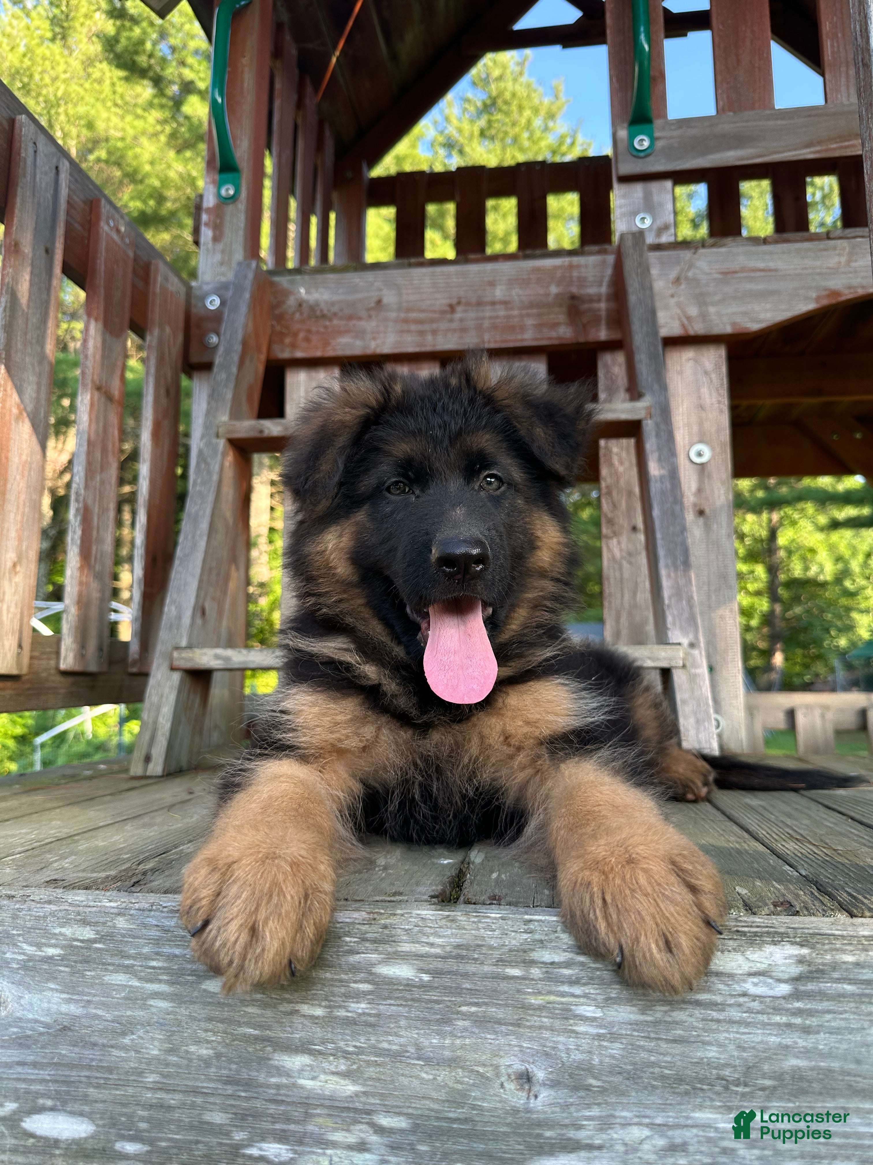 German Shepherd dogs Remy - Ad 2