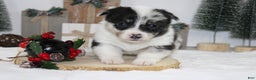 Welsh Corgi Pembroke dogs for sale: Buster - Ad 1