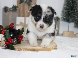 Welsh Corgi Pembroke dogs Buster - Ad 10