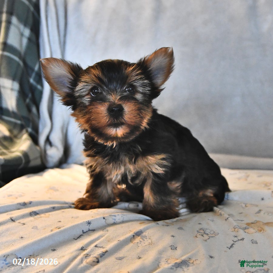 Yorkshire Terrier dogs Rocky - Ad 2