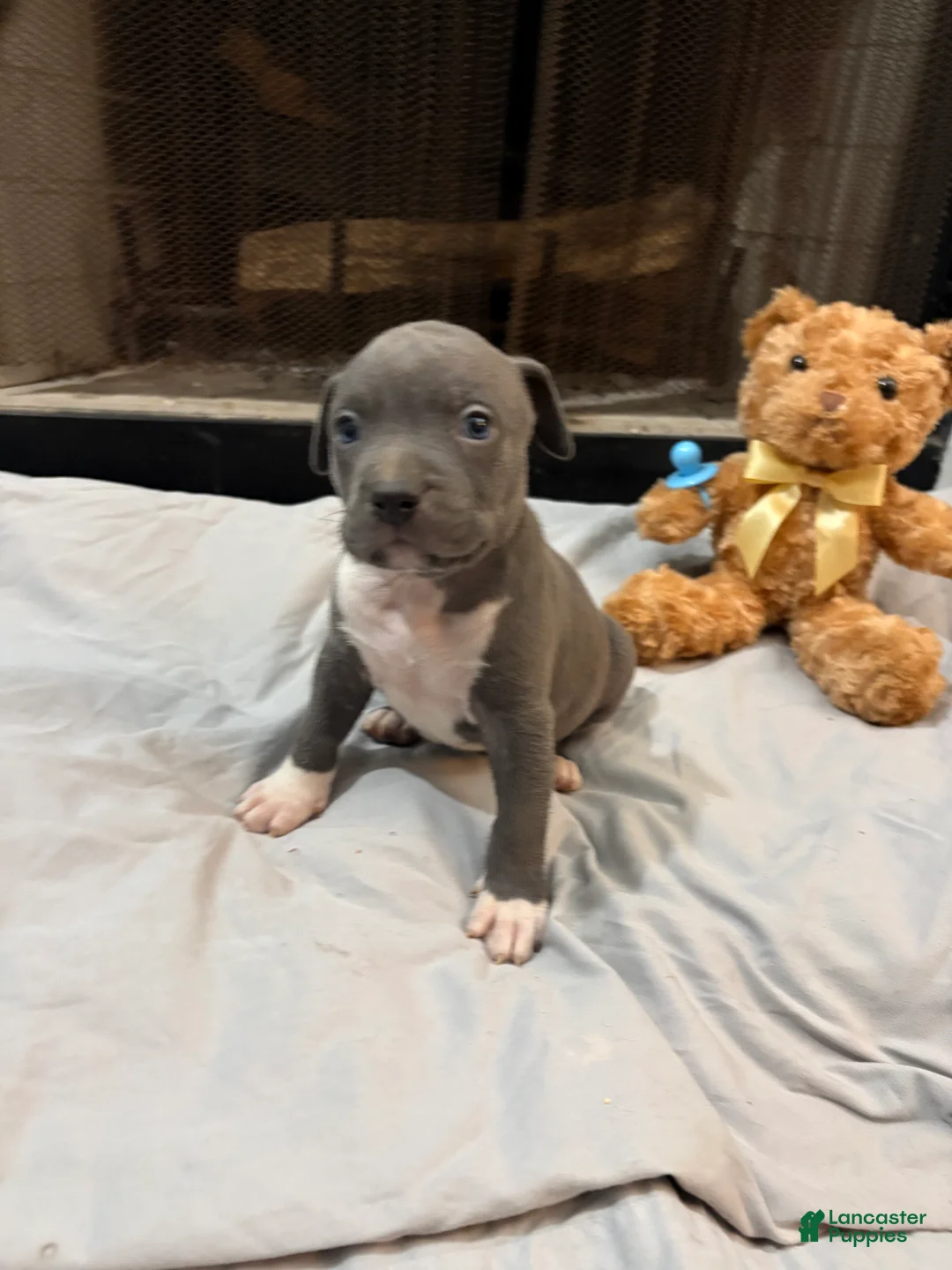 Mixed Breed dogs for sale: Pup 8 - Ad 2