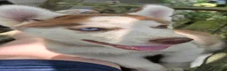 Siberian Husky dogs for sale: Wally - Ad 2