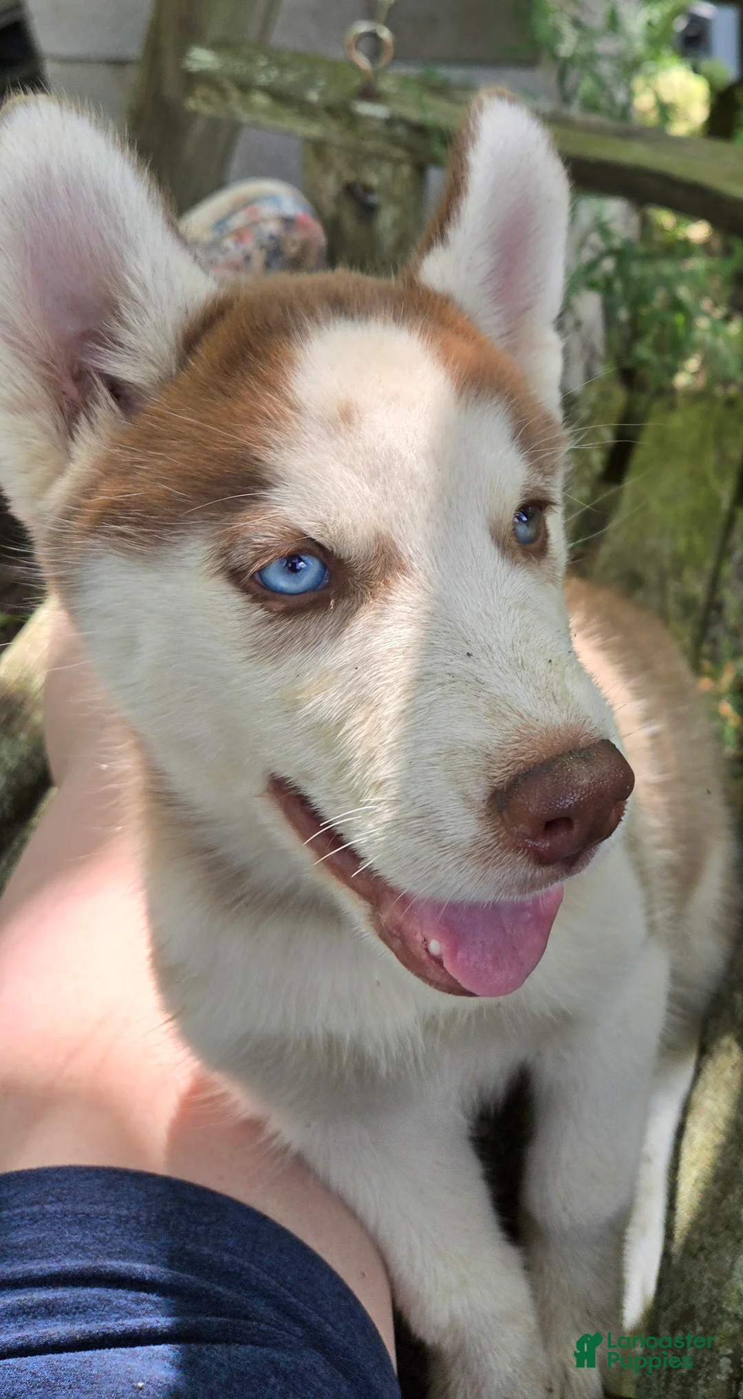 Siberian Husky dogs for sale: Wally - Ad 2