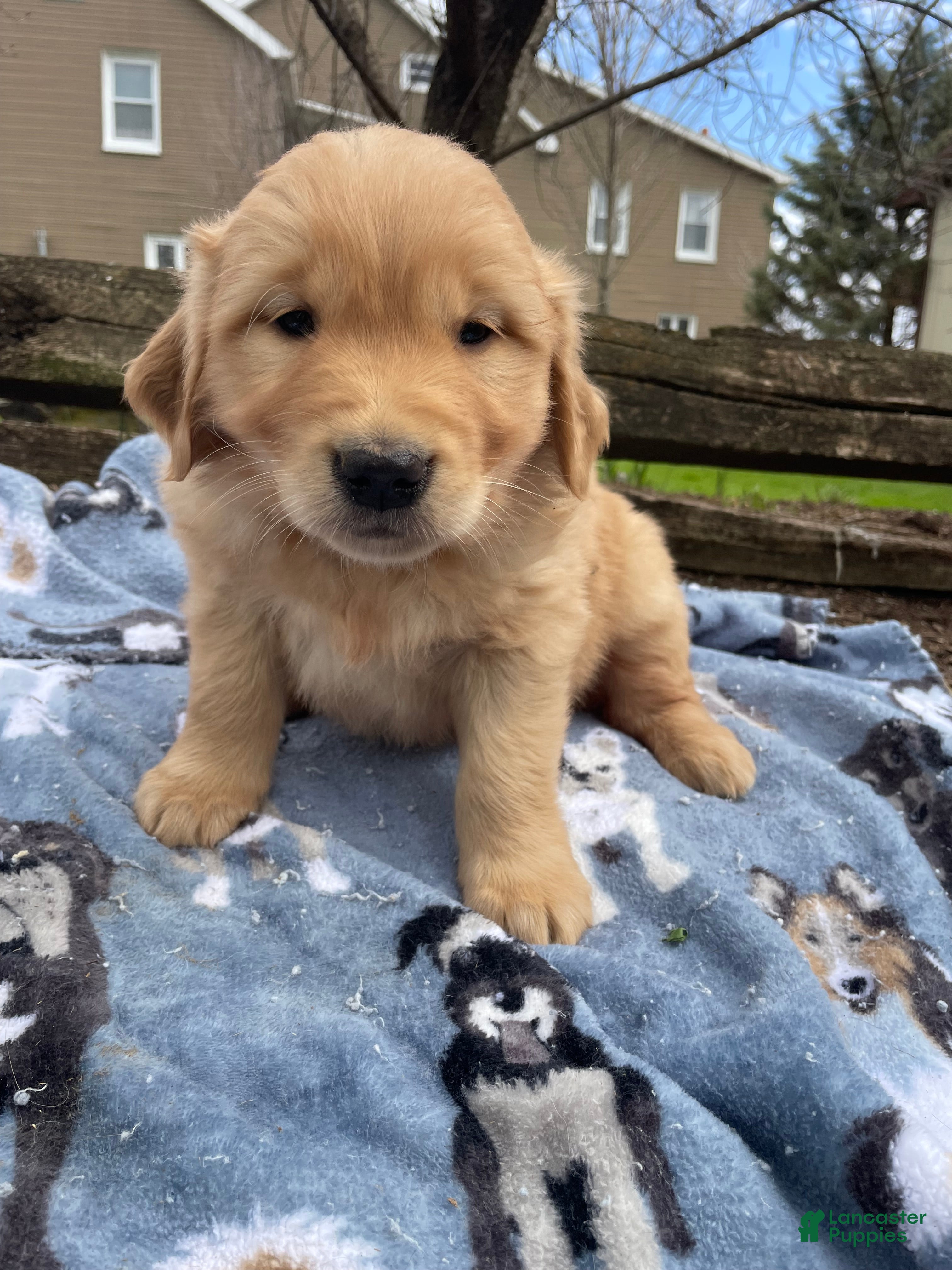 Golden Retriever dogs Penny - Ad 19