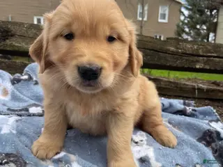 Golden Retriever dogs Penny - Ad 41