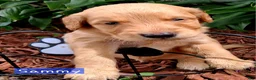 Golden Retriever dogs for sale: Golden Retriever 3 - Ad 2
