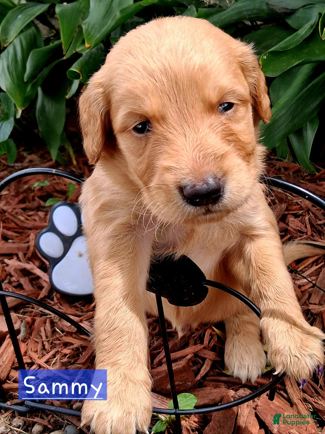 Golden Retriever dogs for sale: Golden Retriever 3 - Ad 2
