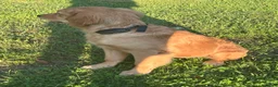 Golden Retriever dogs for sale: Morgan - Ad 3
