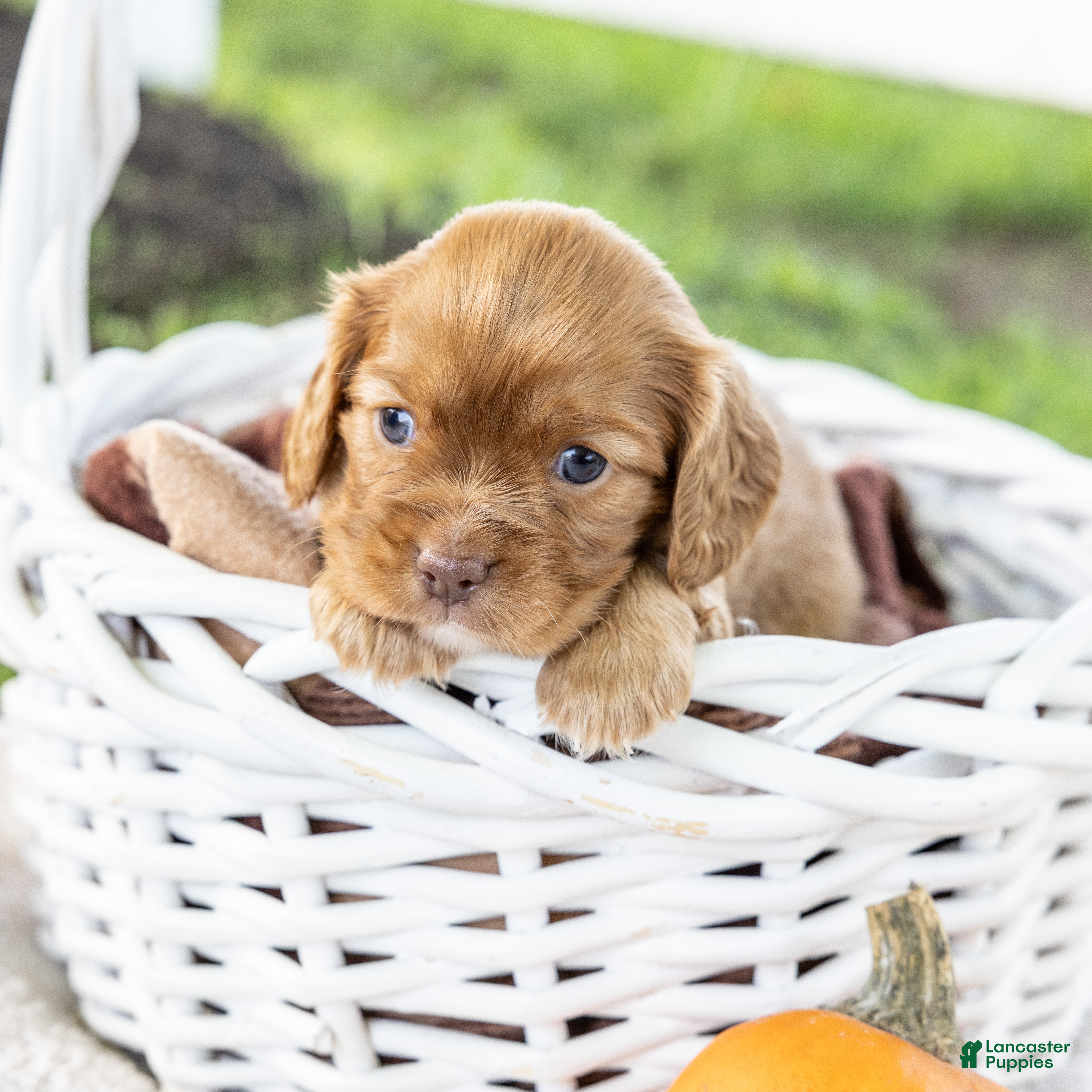 Cavalier King Charles Spaniel dogs Cinnamon - Ad 2