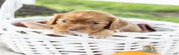 Cavalier King Charles Spaniel dogs for sale: Cinnamon - Ad 2