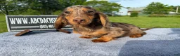 Miniature Dachshund dogs for sale: AKC Russian Ch line - Ad 15