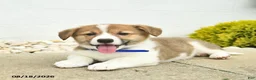 Welsh Corgi Pembroke dogs for sale: Banner - Ad 5